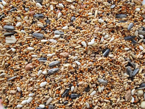 VERSELE LAGA BIG PARAKEETS NOWY