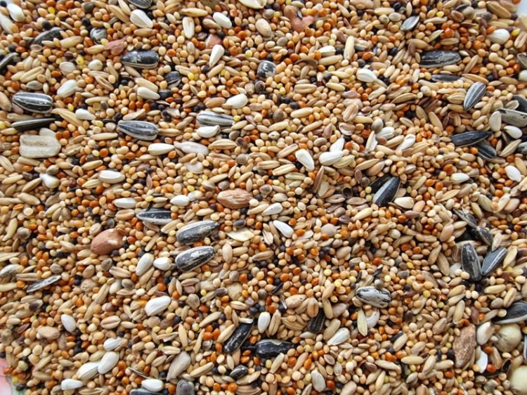 VERSELE LAGA BIG PARAKEETS NOWY