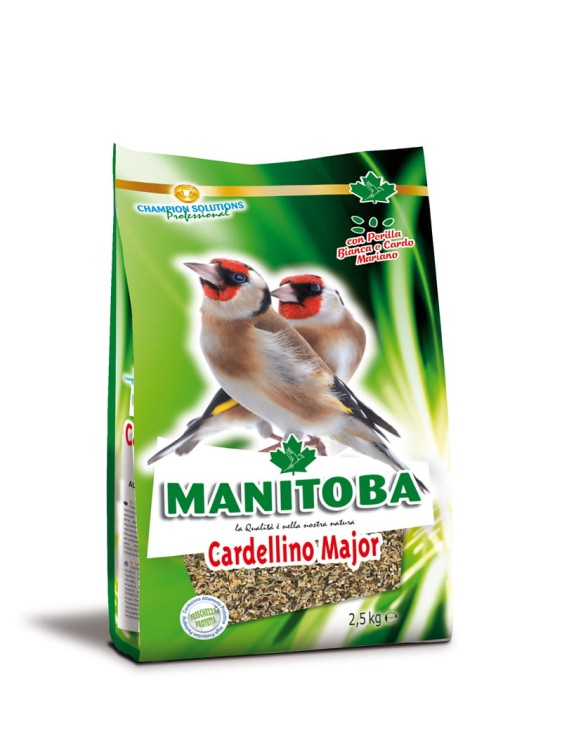 MANITOBA CARDELLINO MAJOR