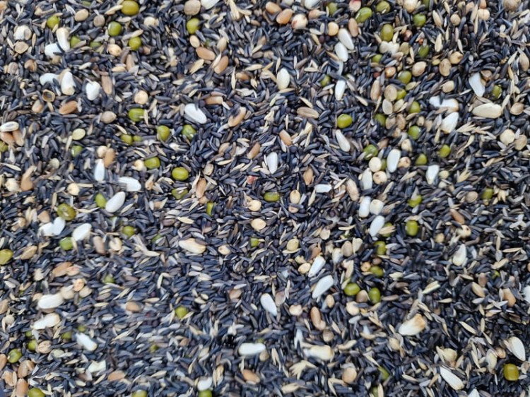 MANITOBA GERMINAZIONE CANARINI 1KG MIESZANKA ZIARNO DO KIEŁKOWANIA DLA KANARKÓW 1