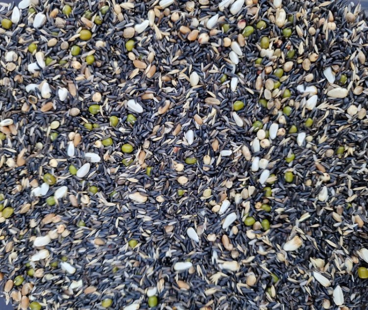 MANITOBA GERMINAZIONE CANARINI 1KG MIESZANKA ZIARNO DO KIEŁKOWANIA DLA KANARKÓW