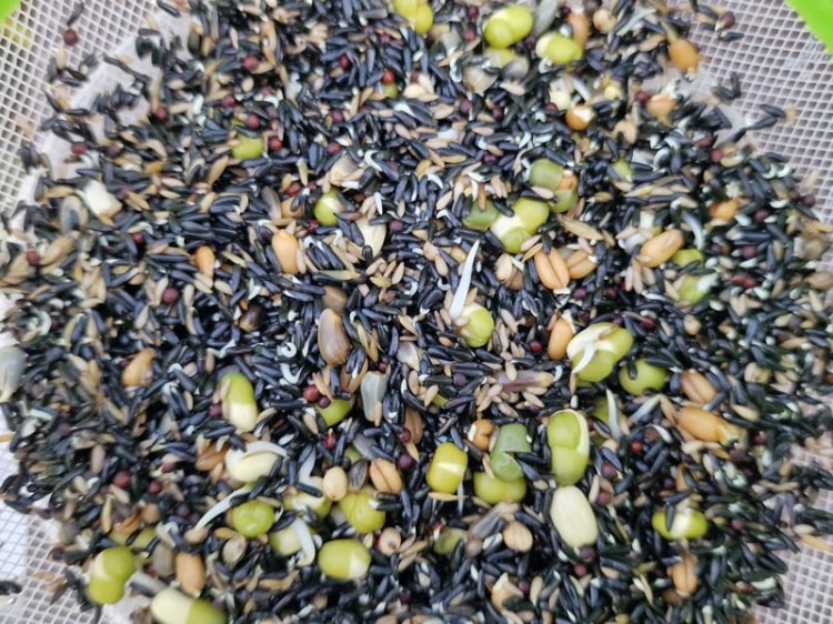 MANITOBA GERMINAZIONE CANARINI ZIARNO DO KIEŁKOWANIA DLA KANARKÓW 1