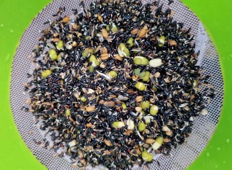 MANITOBA GERMINAZIONE CANARINI ZIARNO DO KIEŁKOWANIA DLA KANARKÓW 2