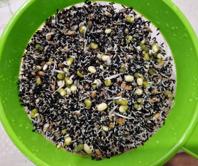 MANITOBA GERMINAZIONE CANARINI ZIARNO DO KIEŁKOWANIA DLA KANARKÓW 3