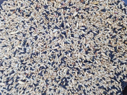 Manitoba Canarini T1 1kg Mieszanka pokarm dla kanarków