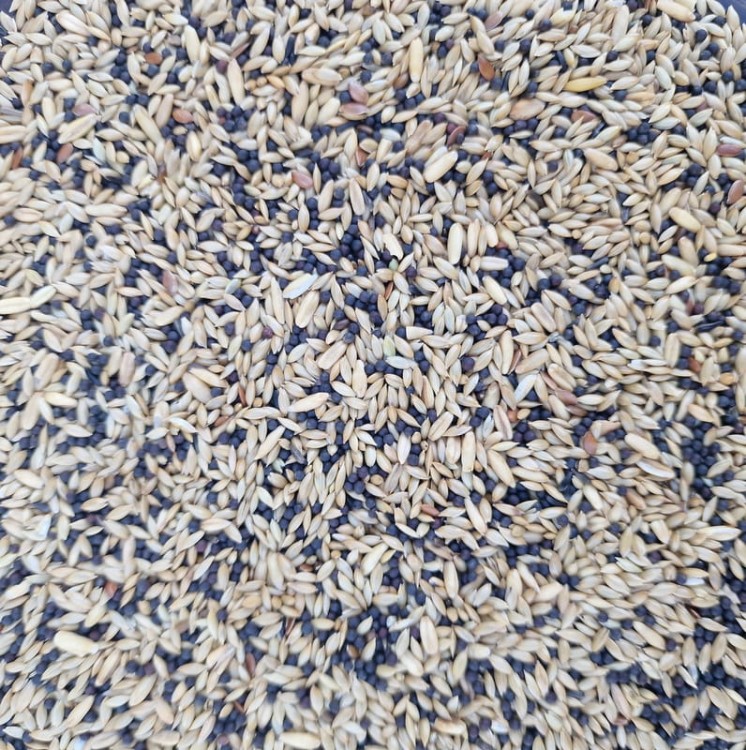 Manitoba Canarini T1 1kg Mieszanka pokarm dla kanarków 1