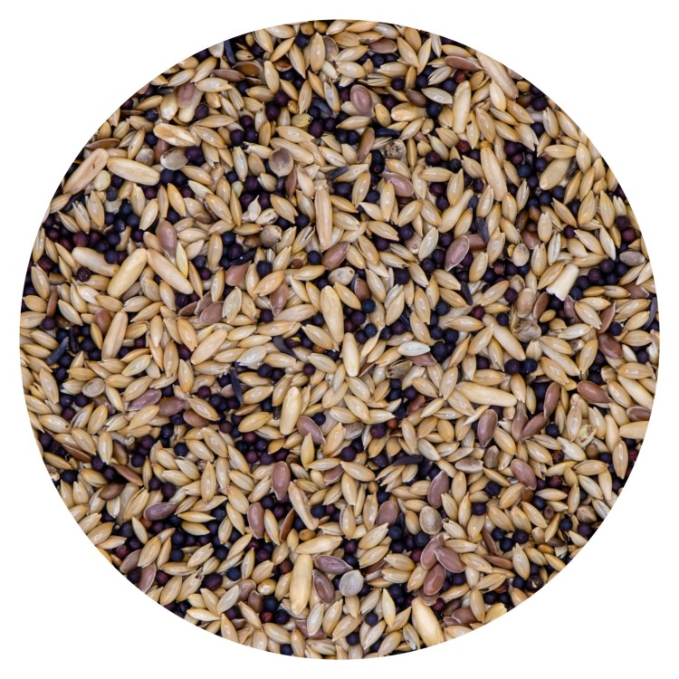 vdc-vdccanaryextra10