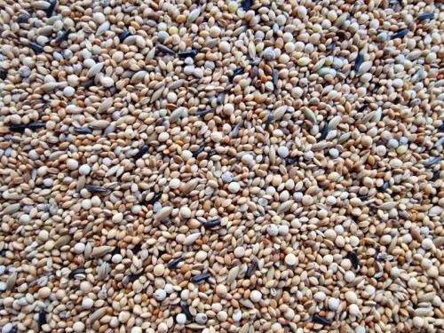 MANITOBA DIAMENTE PREMIUM POKARMDLA DROBNEJ EGZOTYKI