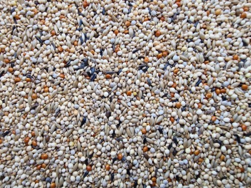 MANITOBA ESOTICI EXTRA FANCY POKARM DLA DROBNEJ EGZOTYKI