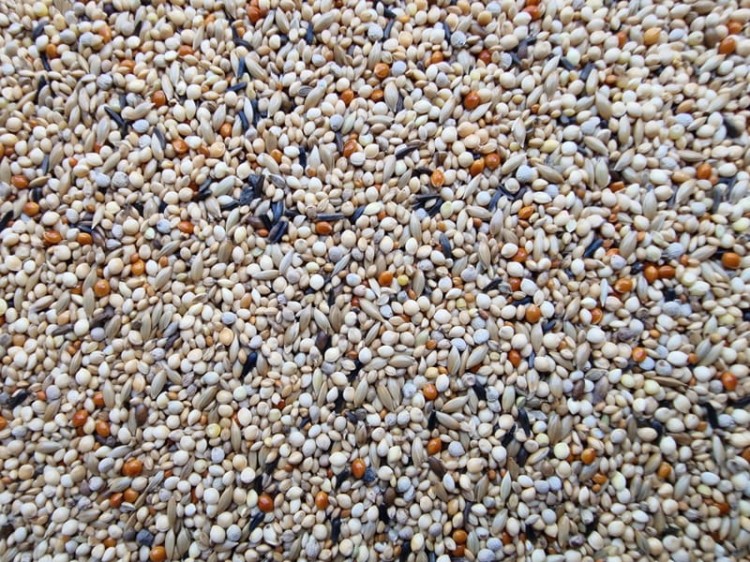 MANITOBA ESOTICI EXTRA FANCY POKARM DLA DROBNEJ EGZOTYKI