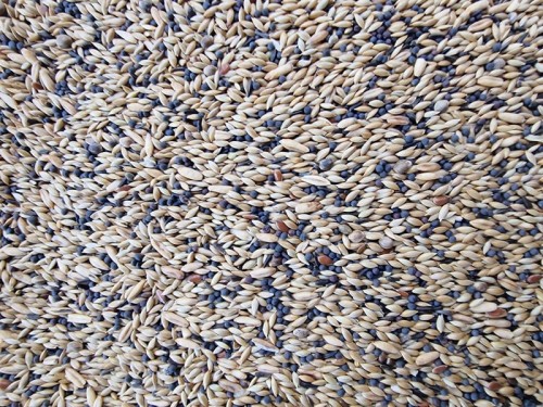 MANITOBA CANARINI T6 POKARM DLA KANARKÓW-001