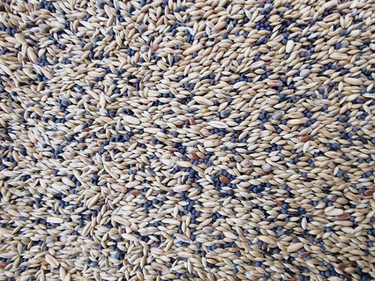 MANITOBA CANARINI T6 POKARM DLA KANARKÓW-001