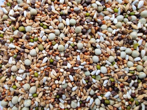 MANITOBAGERMINAZIONE PAPPAGALLI-001