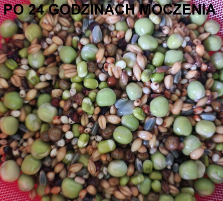 MANITOBAGERMINAZIONE PAPPAGALLI-002