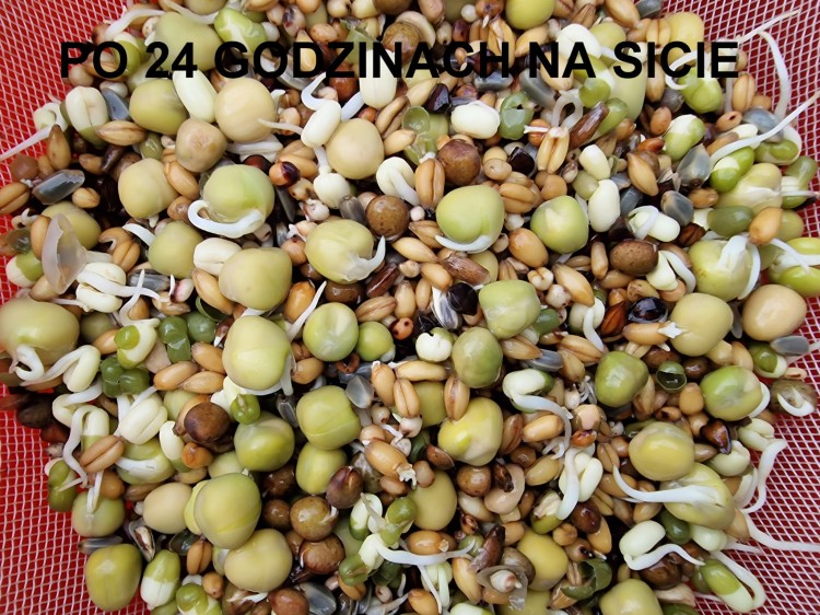 MANITOBAGERMINAZIONE PAPPAGALLI-003