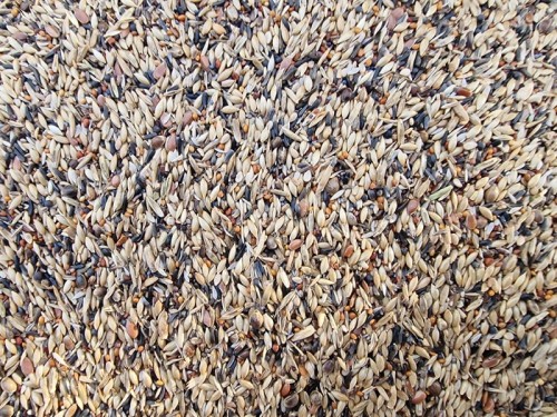 MANITOBA SPINUS & SPINUS POKARM DLA CZYŻY CZYŻYKÓW