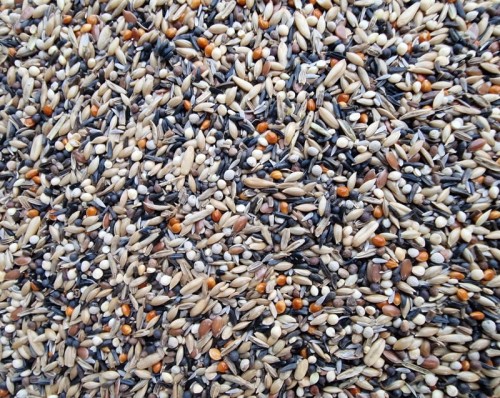 MANITOBA CONDITION SEEDS NASIONA KONDYCYJNE