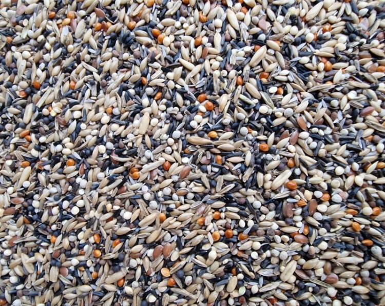 MANITOBA CONDITION SEEDS NASIONA KONDYCYJNE