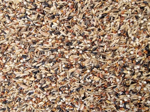 MANITOBA SPINUS EXTRA FANCY (CARDUELIS)