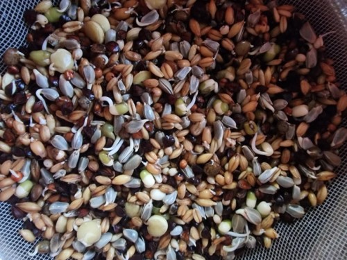 VAESEN-VDC-GERMINATION-SEEDS-PARROTS-FINE DO KIEŁKOWANIA DLA PAPUG 1