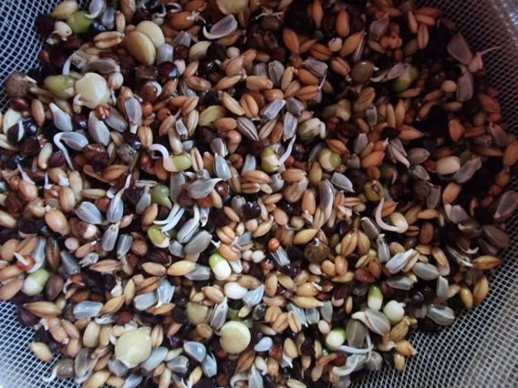 VAESEN-VDC-GERMINATION-SEEDS-PARROTS-FINE DO KIEŁKOWANIA DLA PAPUG 1