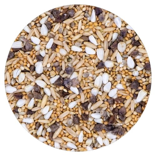 VAESEN-VDC-LARGE-PARAKEETS-CARDI-22 0