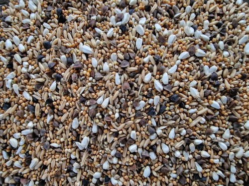 VAESEN-VDC-LARGE-PARAKEETS-CARDI-22 1