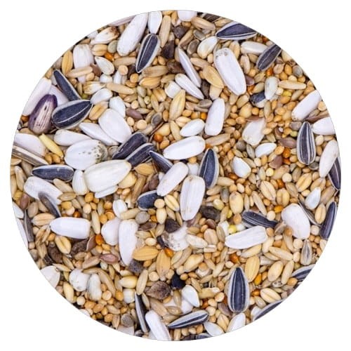 VAESEN-VDC-LARGE-PARAKEETS-SUNFLOWERS-25 0