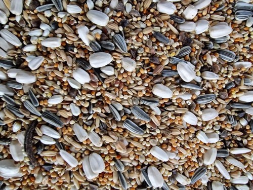 VAESEN-VDC-LARGE-PARAKEETS-SUNFLOWERS-25 1