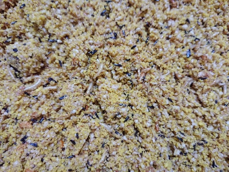 VERSELE LAGA TROPICALFINCHES 0,5KG