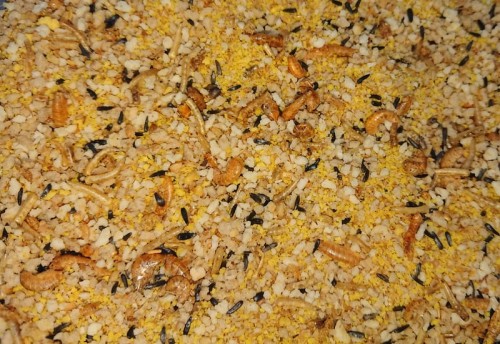 ORLUX EGGFOOD TROPICAL FINCHES 0,5KG