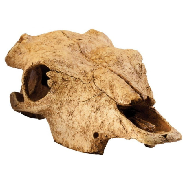EXO TERRA Buffalo skull- ozdoba do terrarium