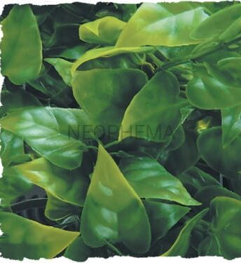 ZOO MED Roślina dekoracyjna Congo Ivy Medium